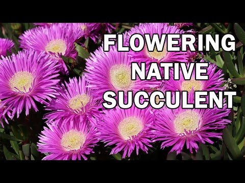 Aussie Rambler™ Pigface – Carpobrotus glaucescens ‘CAR10’ PBR – 50mm Pot