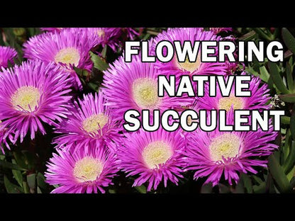 Aussie Rambler™ Pigface – Carpobrotus glaucescens ‘CAR10’ PBR – 50mm Pot