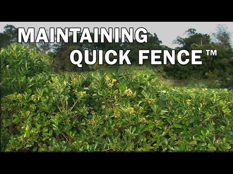 Viburnum odoratissimum ‘VOQ1’ PBR Quick Fence™ | Fast-Growing Privacy Hedge