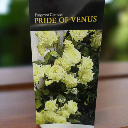 Pride of Venus™ – Premium - Climbing Rose - Oldboy&