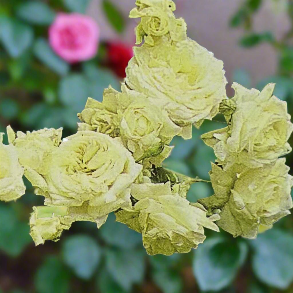 Pride of Venus™ – Premium - Climbing Rose - Oldboy&