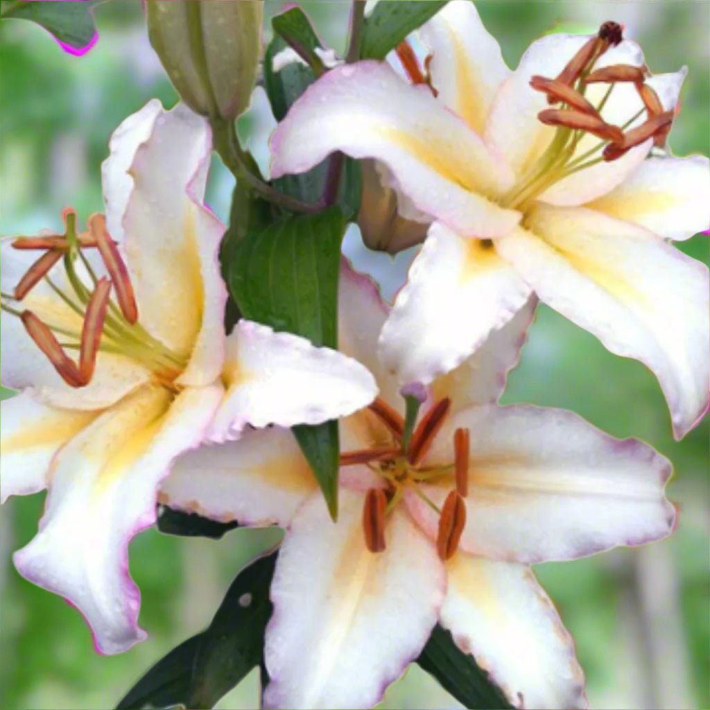 Primrose Hill - Oriental Lily – Lilium Hybrid - Oldboy&