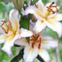 Primrose Hill - Oriental Lily – Lilium Hybrid - Oldboy&