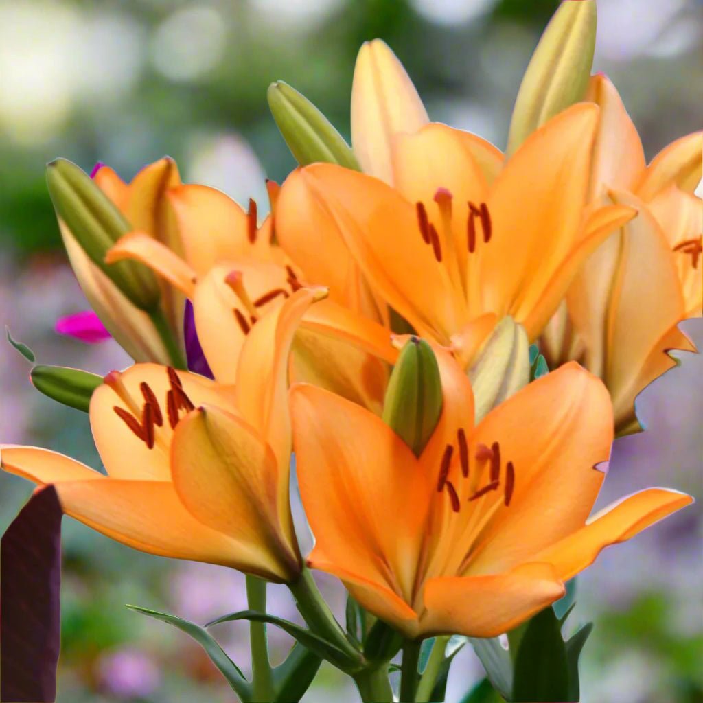 ‘Puma’ – Bold Orange LA Hybrid Lilium Bulbs – Striking Summer Blooms - Oldboy&