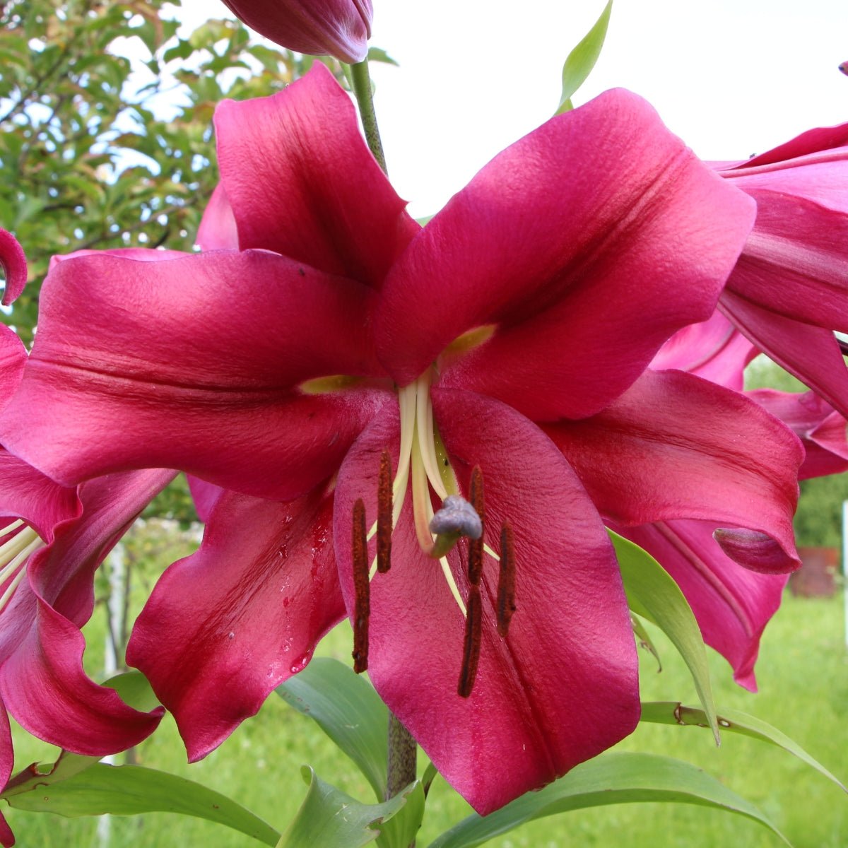 ‘Purple Marble’ – Garden Asiatic Lily (Lilium Hybrid) Bulb – Bold Bicolour Blooms - Oldboy&