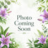 ‘Purple Marble’ – Garden Asiatic Lily (Lilium Hybrid) Bulb – Bold Bicolour Blooms - Oldboy&