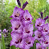 Purple Party Gladioli Bulb – Gladiolus Grandiflorus – Purple, Mauve & Maroon Blooms - Oldboy&