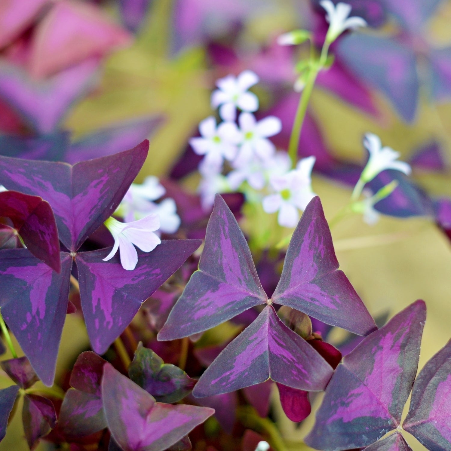 Purple Shamrock - Oxalis Triangularis Purpurea – Premier Indoor Purple Foliage Plant - Oldboy&