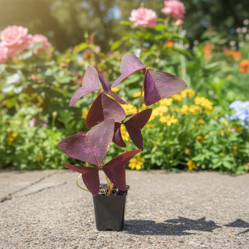 Purple Shamrock - Oxalis Triangularis Purpurea – Premier Indoor Purple Foliage Plant - Oldboy&