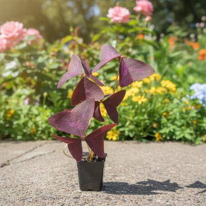 Purple Shamrock - Oxalis Triangularis Purpurea – Premier Indoor Purple Foliage Plant - Oldboy&