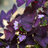 Purple Shamrock - Oxalis Triangularis Purpurea – Premier Indoor Purple Foliage Plant - Oldboy&