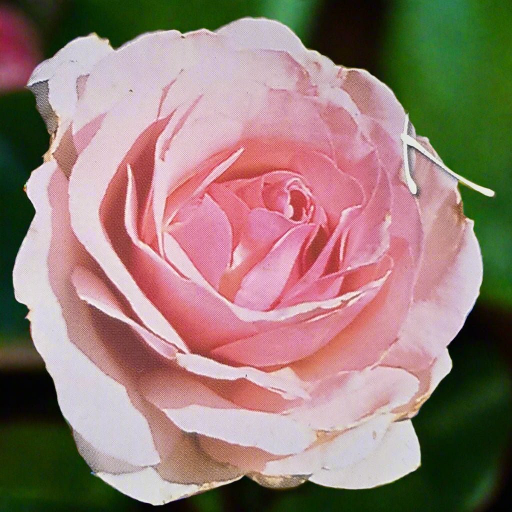 Radox Bouquet – General – Hybrid Tea Rose - Oldboy&
