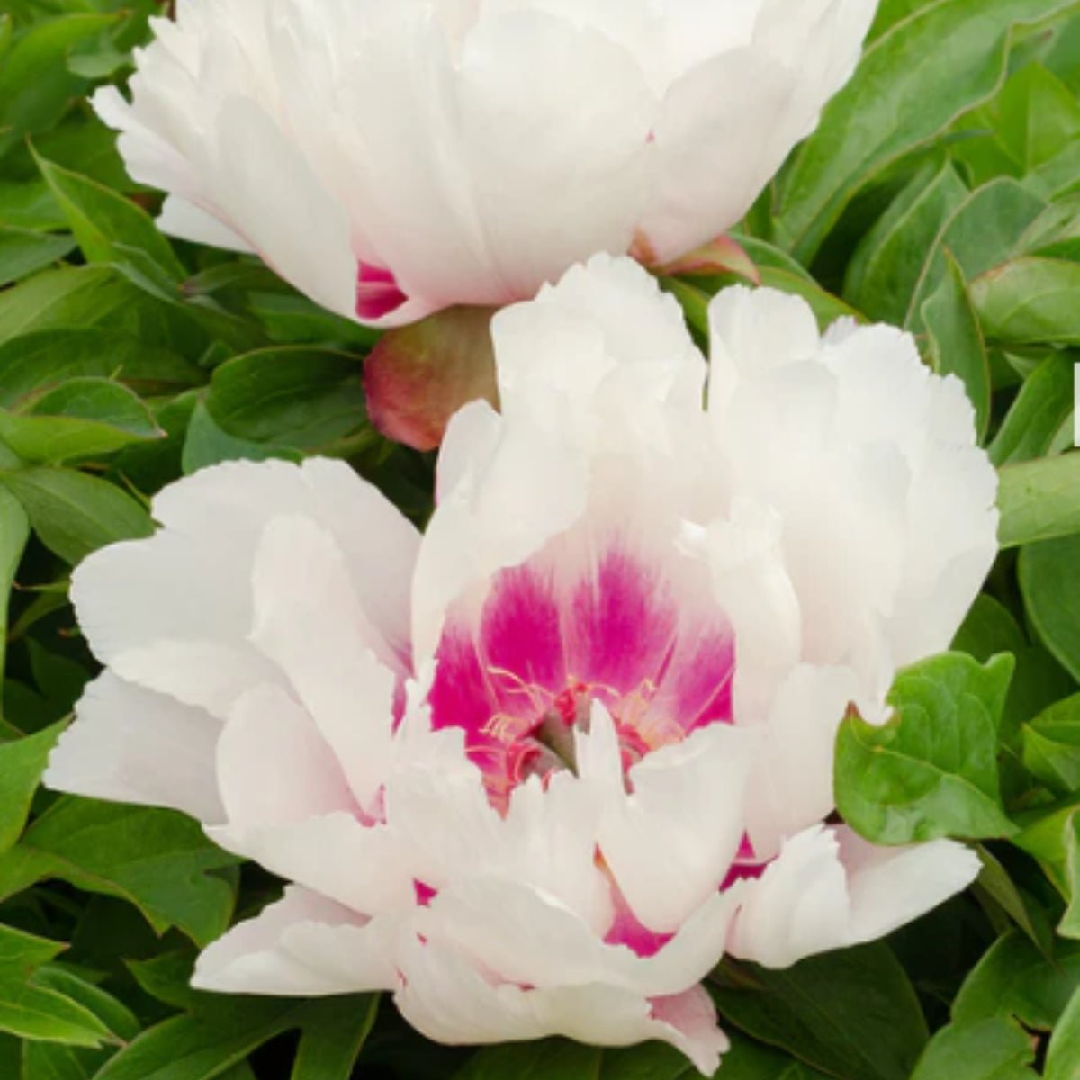 Raggedy Ann – Peony – Itoh - Paeonia hybrid - Oldboy&