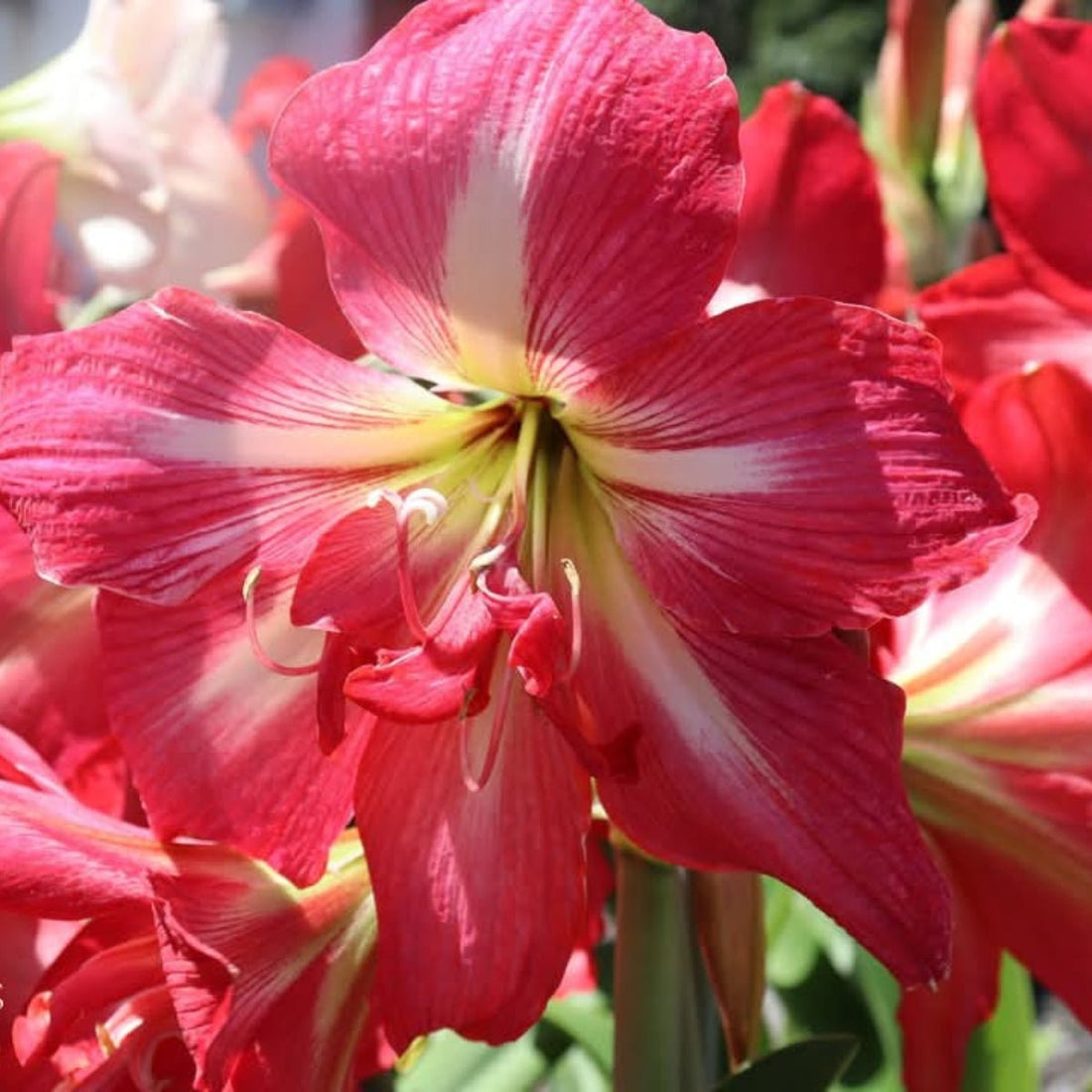 Raspberry Lemonade - Hippeastrums | Amaryllis | Hippeastrum x hybridum - Oldboy&