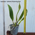 Rby. Copper Queen ‘H&R’ Cattleya Orchid Mericlone - Oldboy&