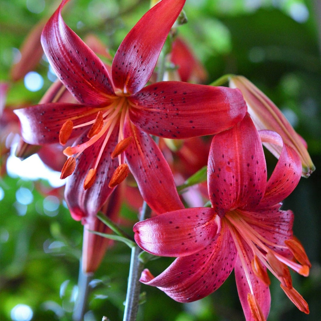 ‘Red Velvet’ – Tiger Hybrid Lily (Lilium Hybrid) Bulb – Bold Red Blooms - Oldboy&