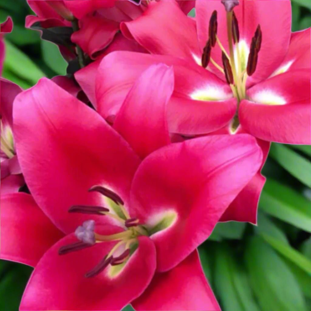 Resolute - Oriental Trumpet Lily Bulb – Lilium Hybrid - Oldboy&