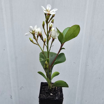 Rhaphiolepis indica &