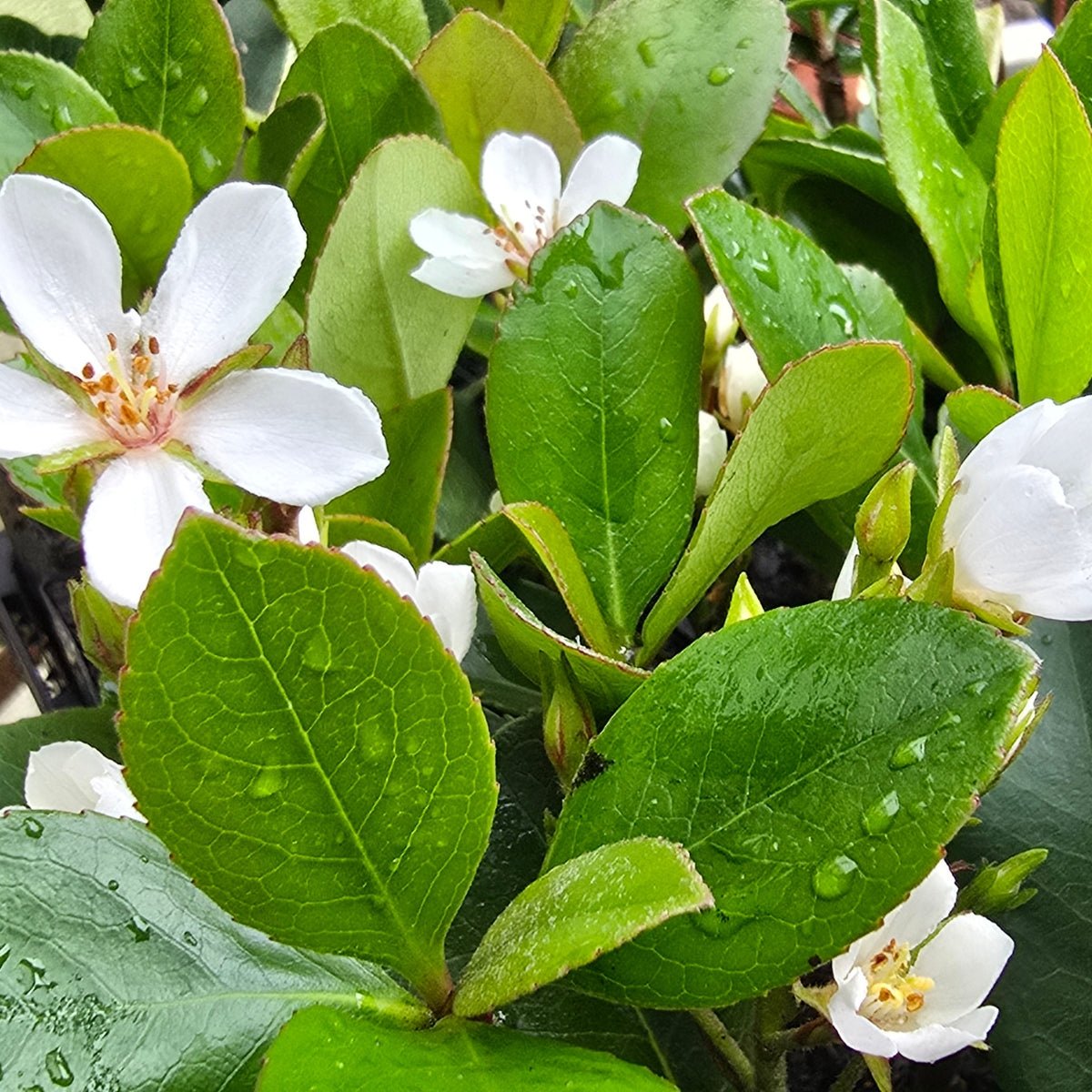 Rhaphiolepis indica &