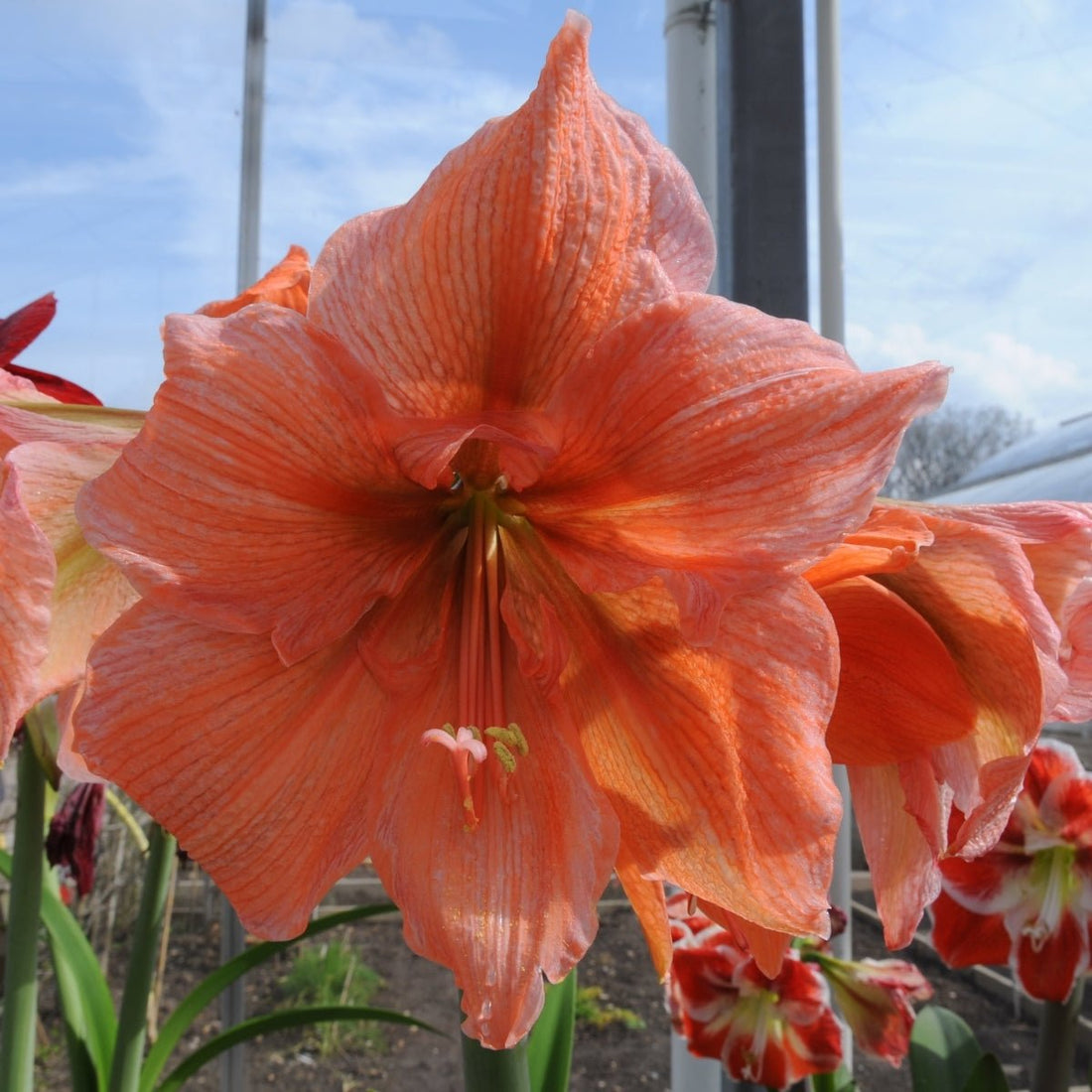 Rilona Hippeastrum Bulb | Amaryllis – Apricot Pink Blooms with Orange-Red Centre - Oldboy&