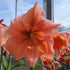 Rilona Hippeastrum Bulb | Amaryllis – Apricot Pink Blooms with Orange-Red Centre - Oldboy&