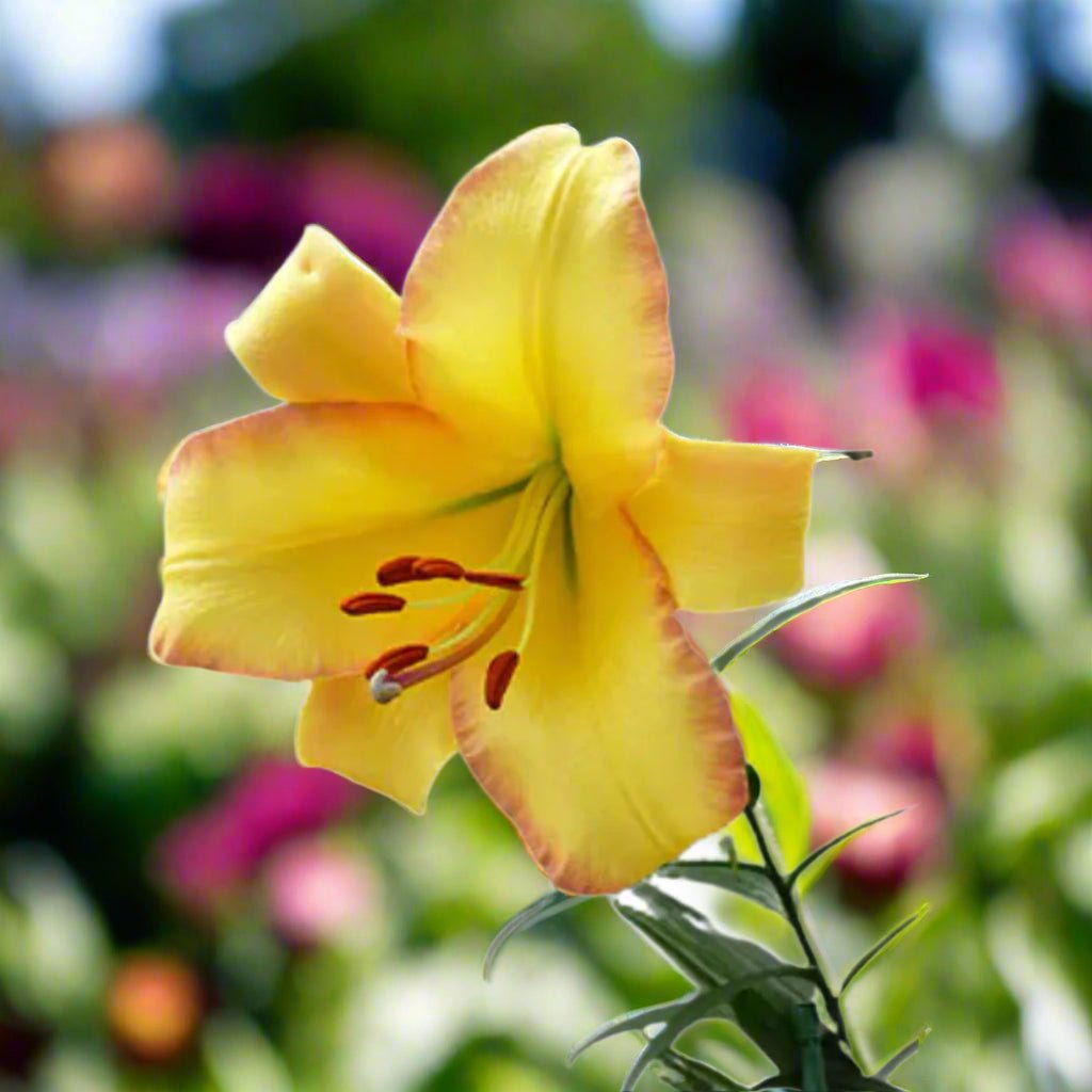 Rising Moon - Oriental Trumpet Lily Bulb – Lilium Hybrid - Oldboy&
