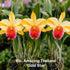Rlc. Amazing Thailand ‘Gold Star’ Cattleya Orchid Mericlone - Oldboy&