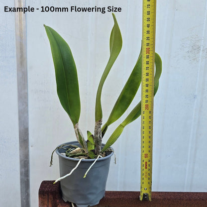 Rlc. Golden Nirvana Cattleya Orchid Mericlone - Oldboy&