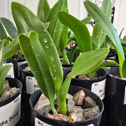 Rlc. Nebula Storm Cattleya Orchid Mericlone - Oldboy&