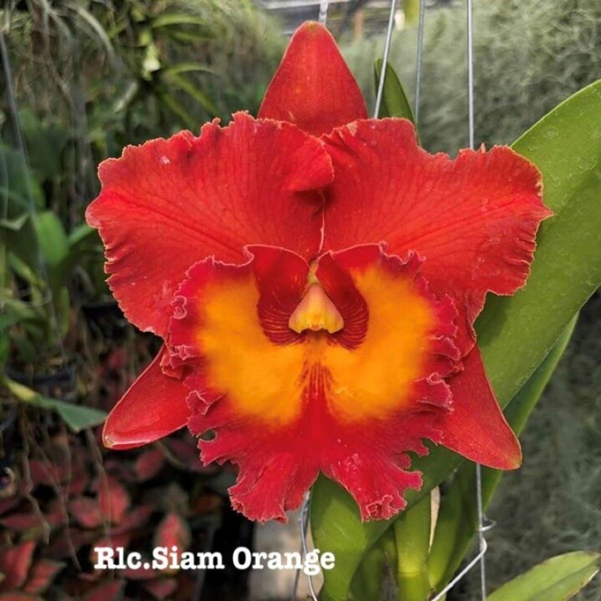 Rlc. Siam Orange Cattleya Orchid Mericlone - Oldboy&
