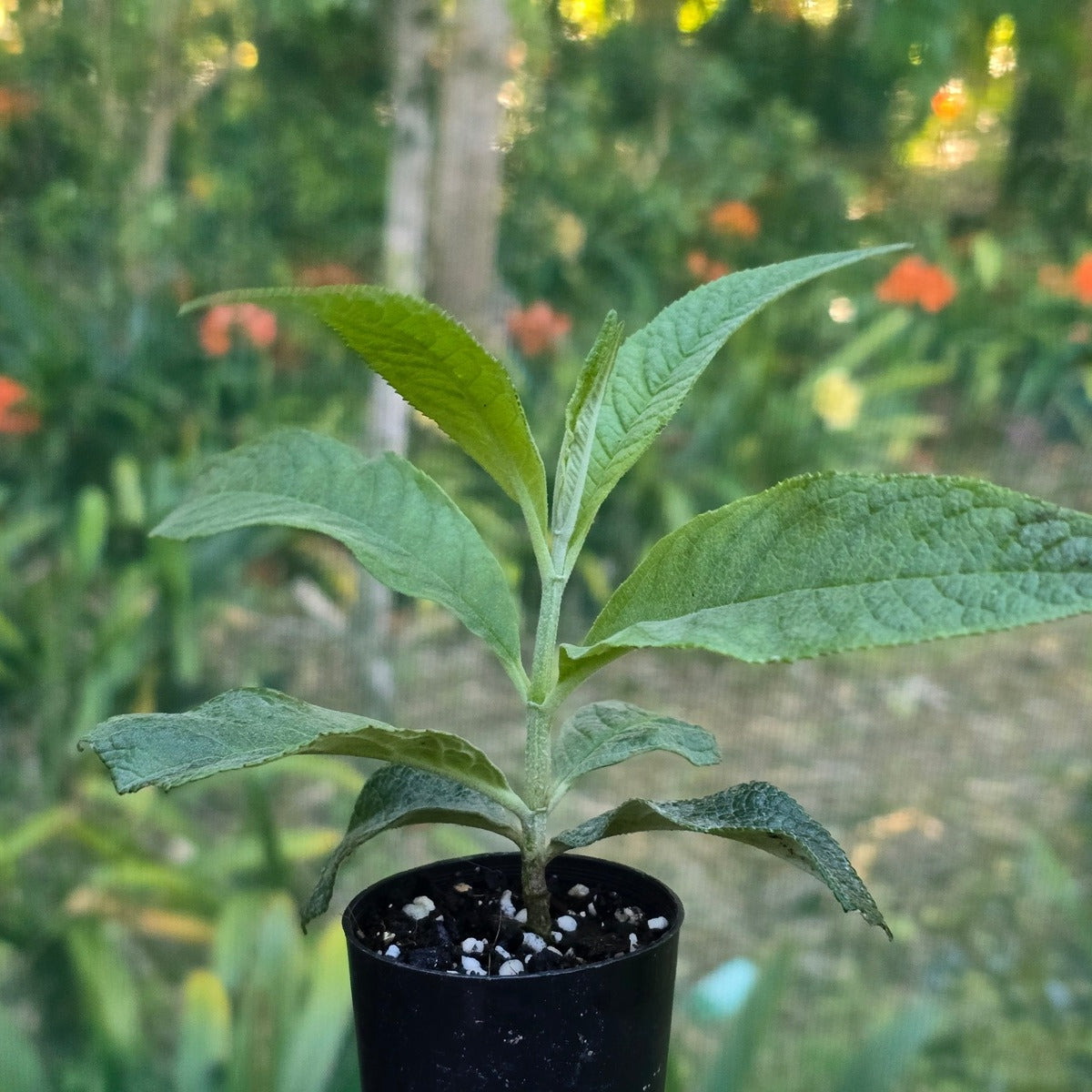 Buddleia davidii &