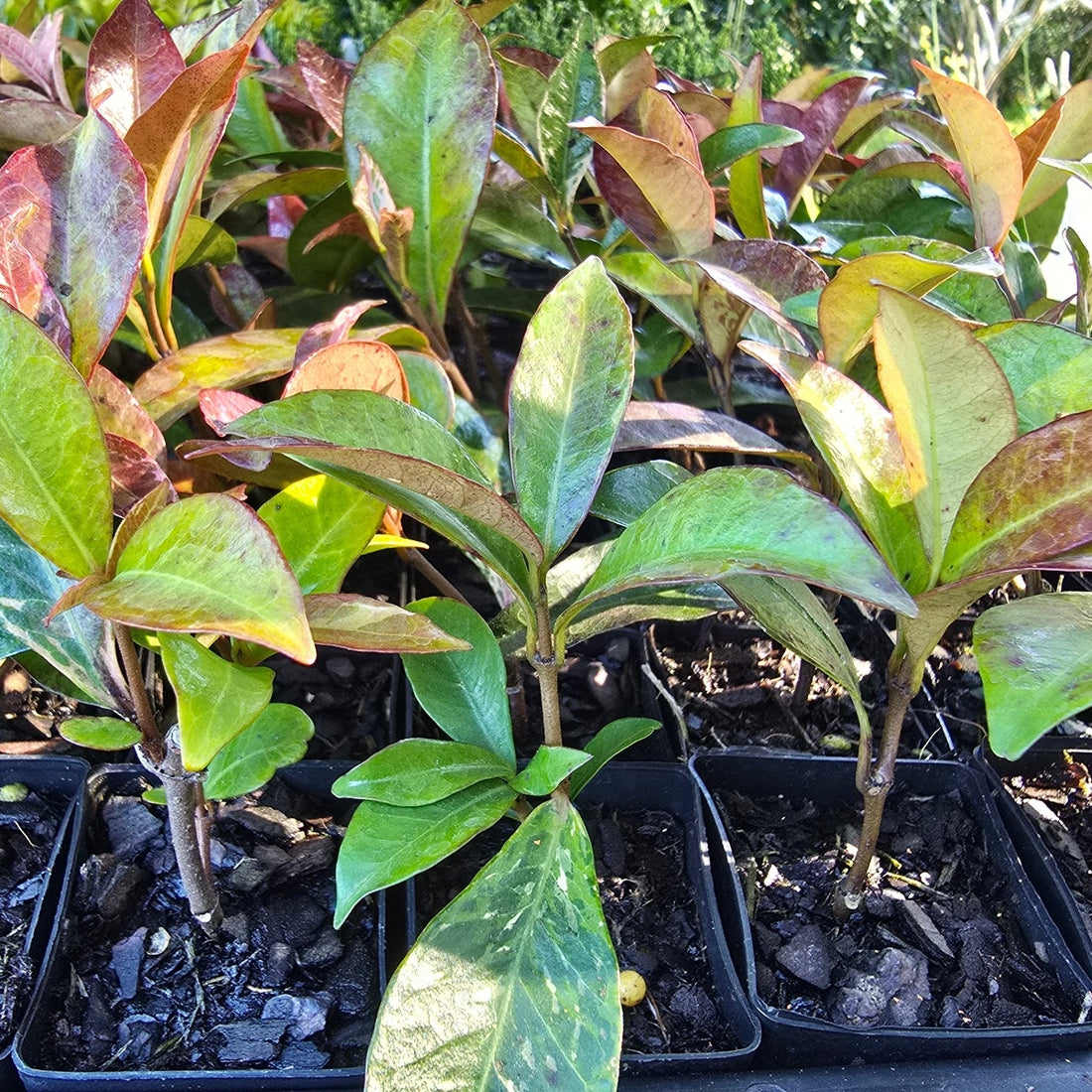 Trachelospermum jasminoides &