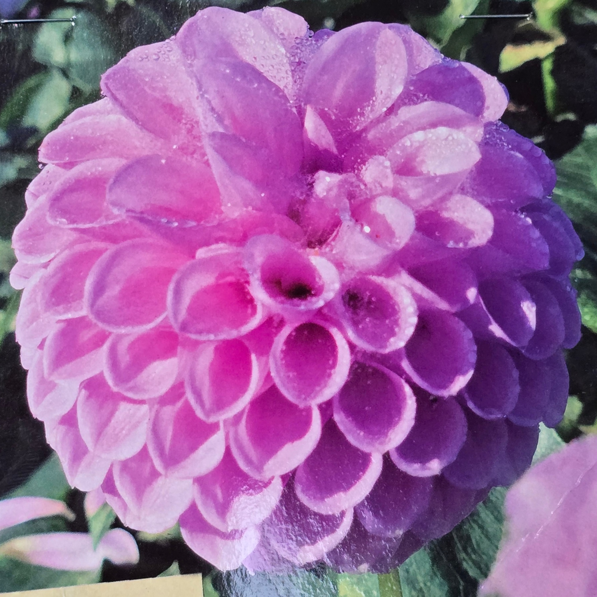 Dahlia ‘Shirley Yeomans’ Tuber | Mauve-Lavender Ball-Form Dahlia