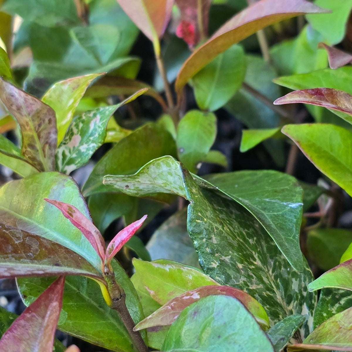 Trachelospermum jasminoides &