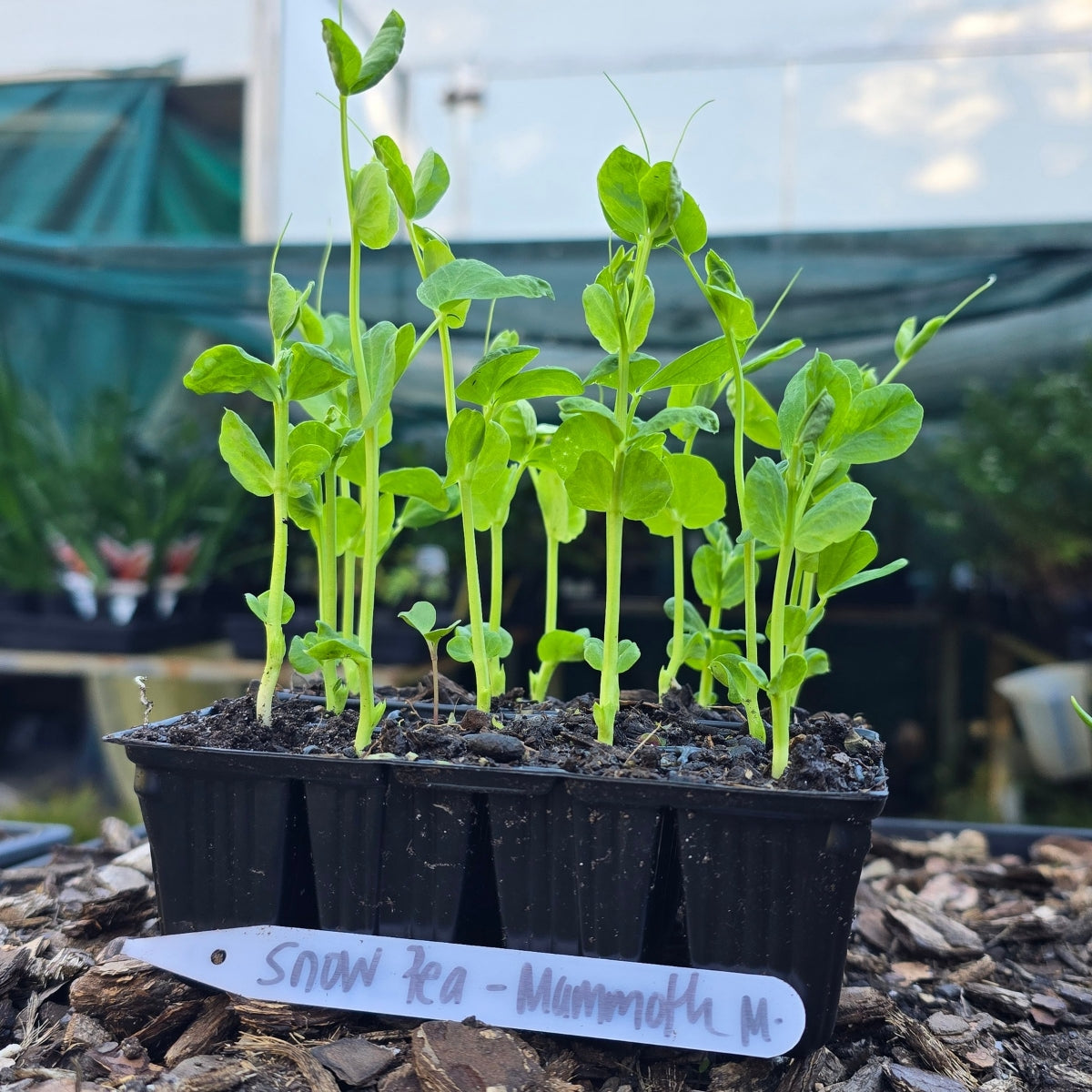 Snow Pea Mammoth Melting Seedling Punnet (Pisum sativum)