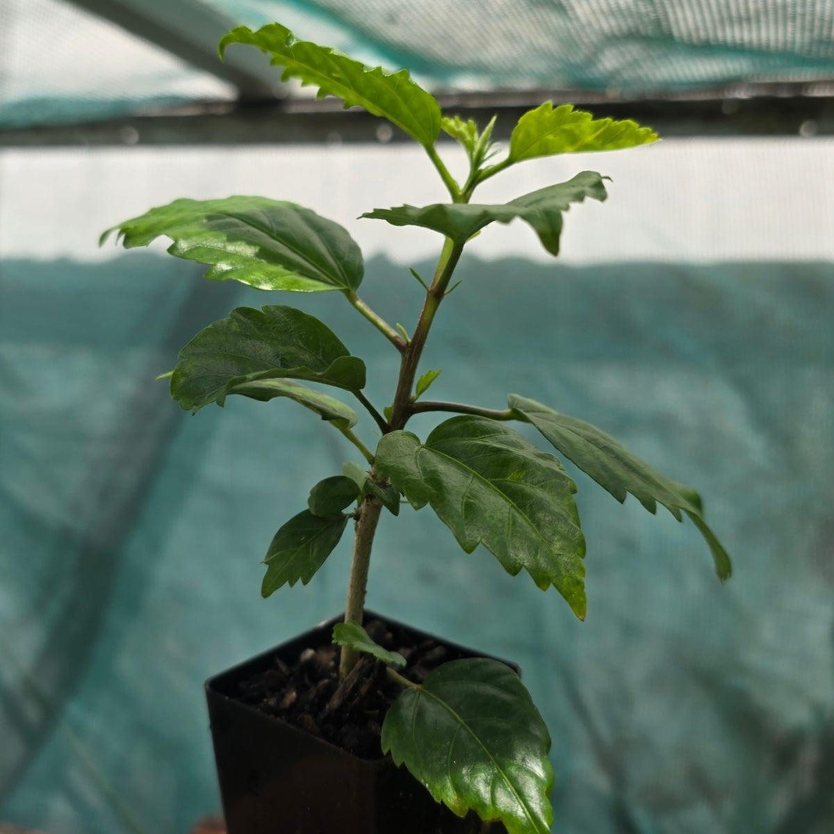 Hibiscus rosa-sinensis &