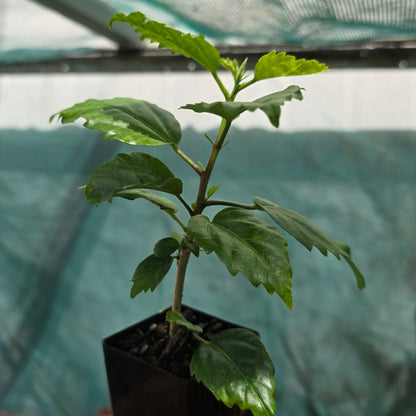 Hibiscus rosa-sinensis &
