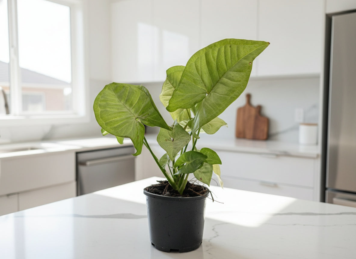 Syngonium ‘Confetti’ – Podophyllum - Arrowhead Plant
