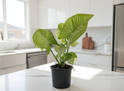 Syngonium ‘Confetti’ – Podophyllum - Arrowhead Plant