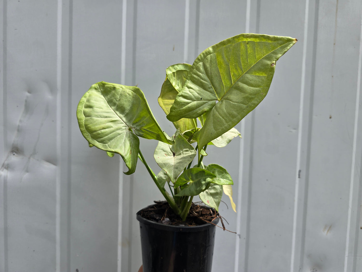 Syngonium ‘Confetti’ – Podophyllum - Arrowhead Plant