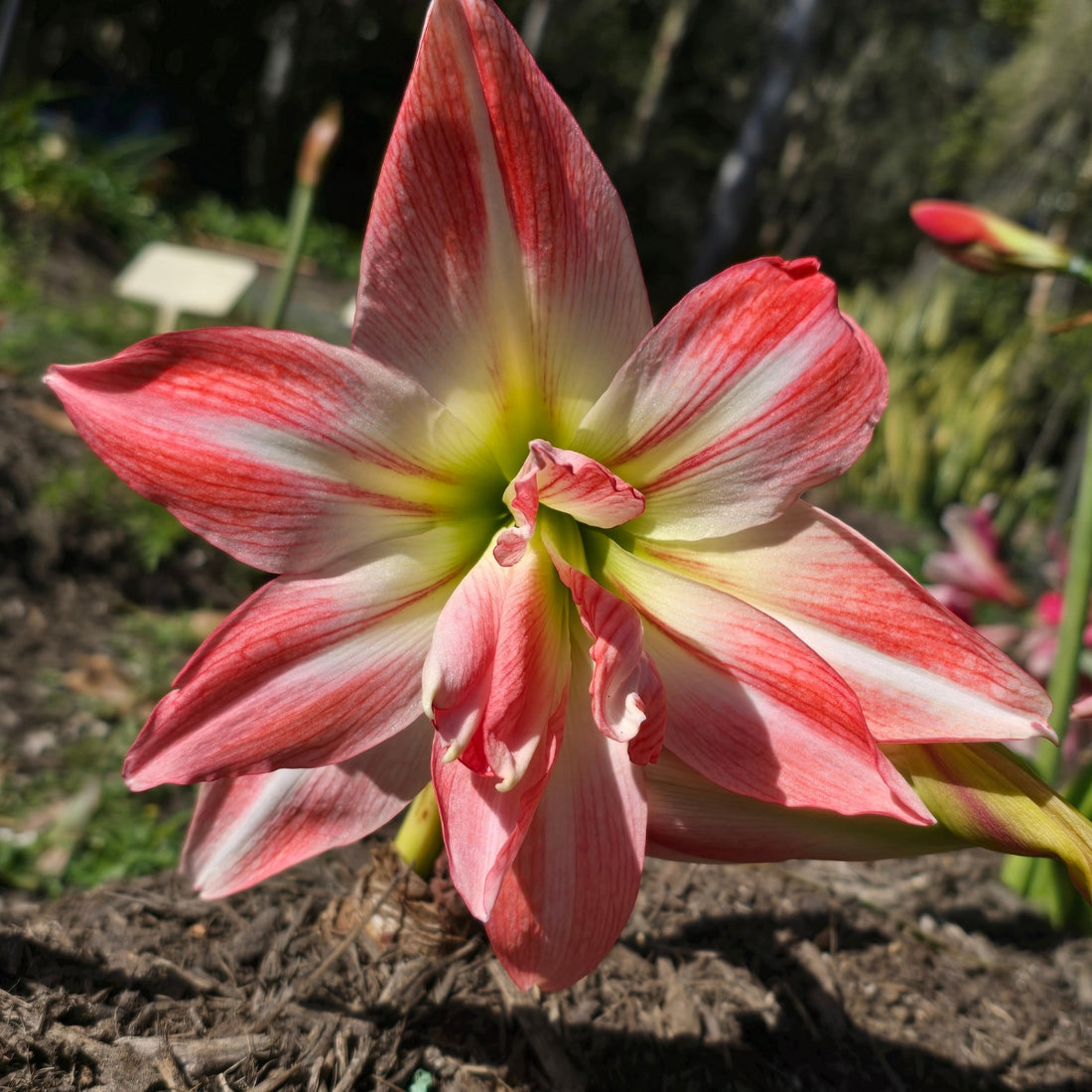 Hippeastrum ‘Giant Amadeus’ – Double White &amp; Salmon Amaryllis Bulb – Stunning Indoor Display