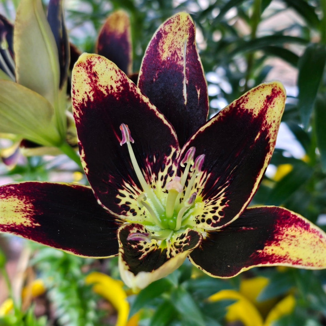 Easy Dance Pollen‑Free Asiatic Lily Bulb – Sulphur Yellow with Maroon Contrast