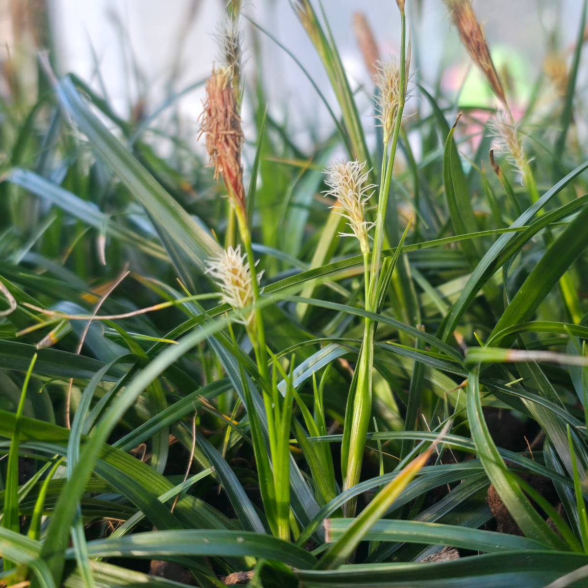 Carex oshimensis ‘Evergreen’ Japanese Sedge – Evergreen Sedge