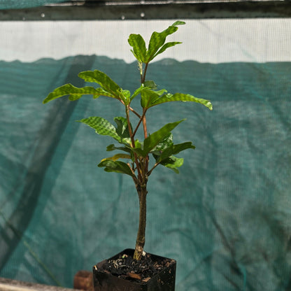 Hibiscus rosa-sinensis &