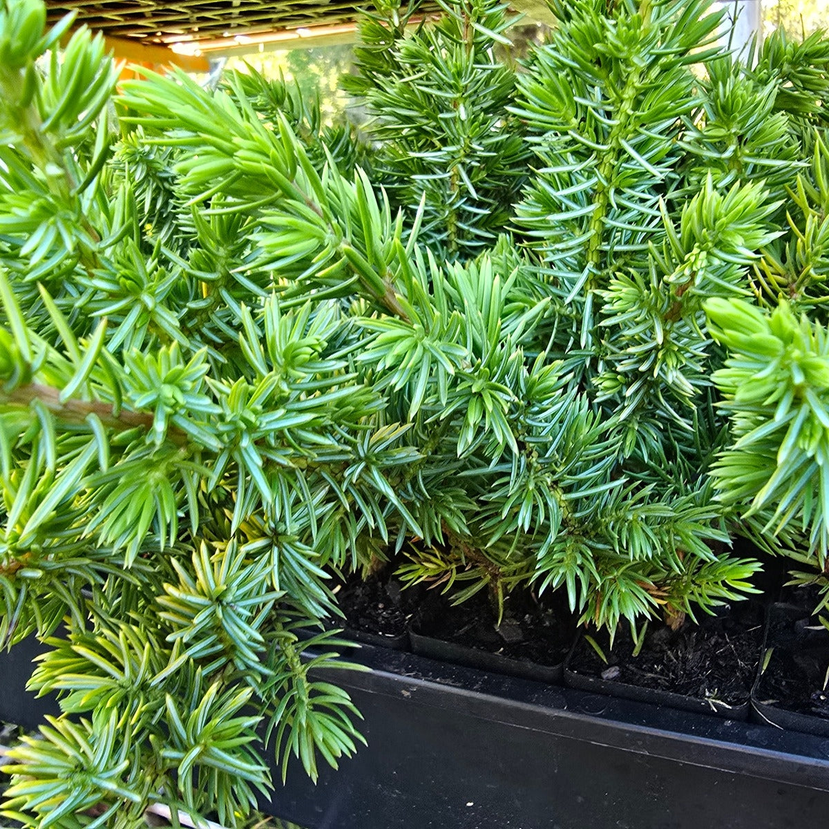 Juniperus conferta ‘All Gold’ | Golden Groundcover | 42mm Tube