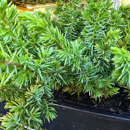 Juniperus conferta ‘All Gold’ | Golden Groundcover | 42mm Tube