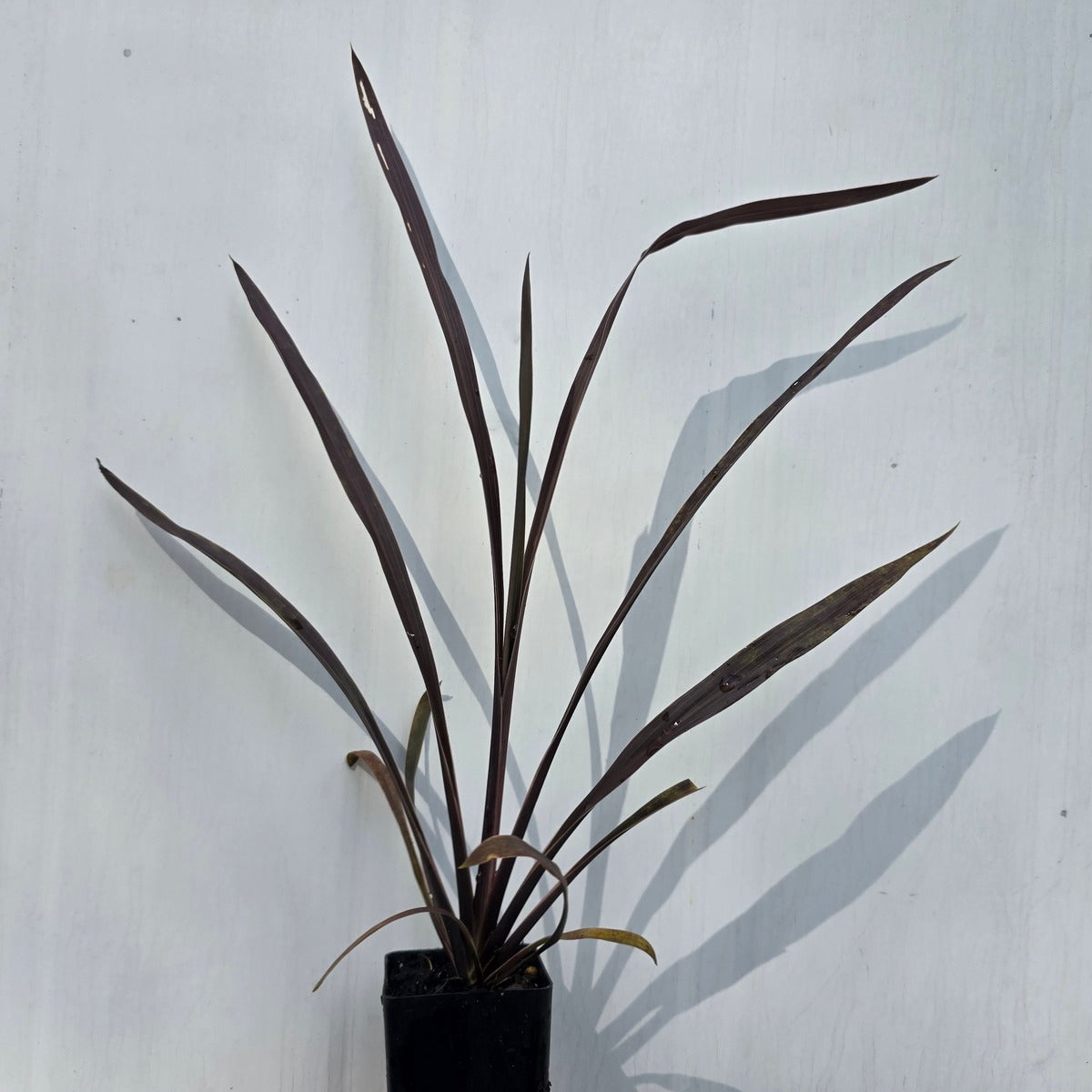 Cordyline australis &