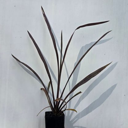 Cordyline australis &