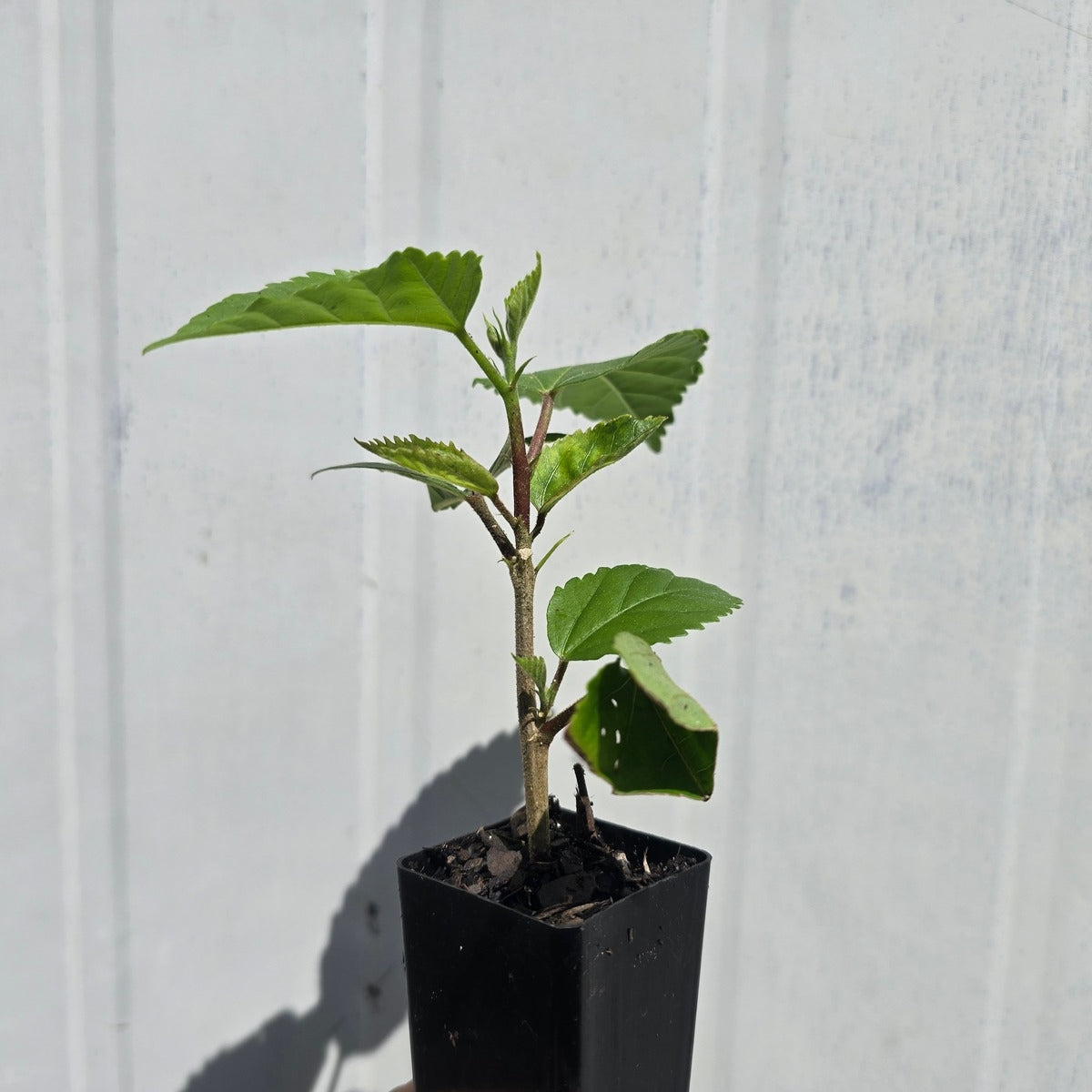 Hibiscus rosa-sinensis ‘Mrs George Davis’ – Deep Rose-Pink Double Hibiscus Shrub