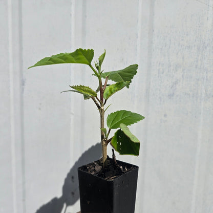 Hibiscus rosa-sinensis ‘Mrs George Davis’ – Deep Rose-Pink Double Hibiscus Shrub